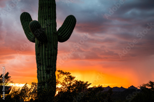 Saguaro at sunset in Arizona desert