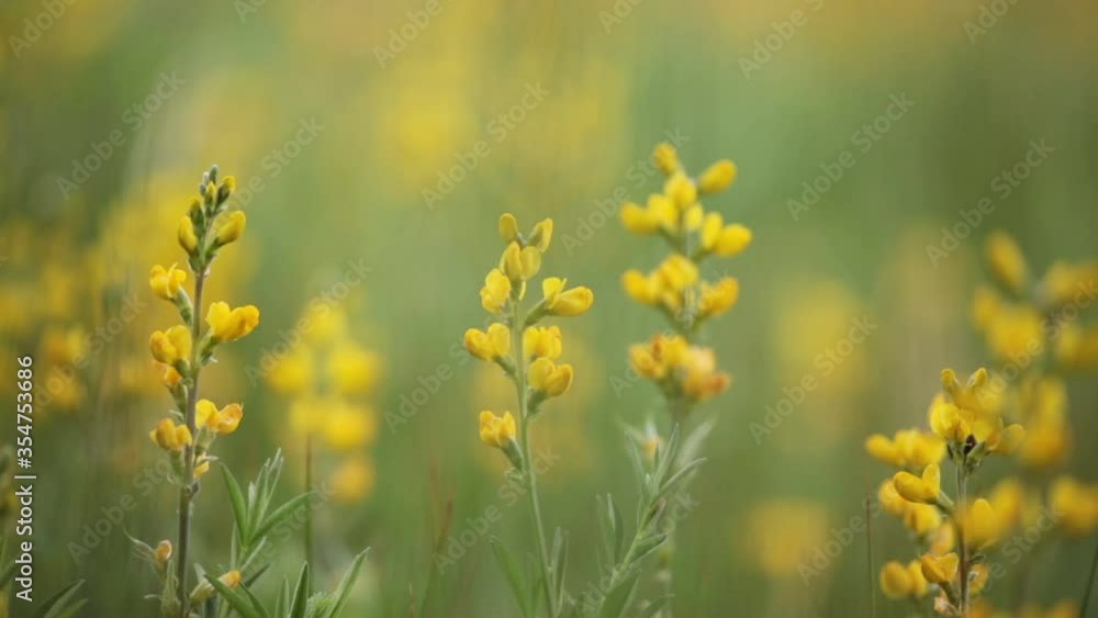 A honeybee buzzes from flower to flower as it collects nectar and pollen for it's hive from a field of wild yellow lupine flowers.