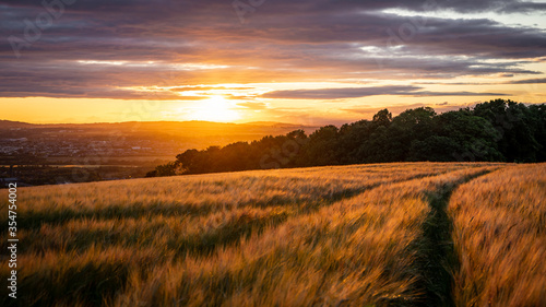 Barley field at Sunset photo