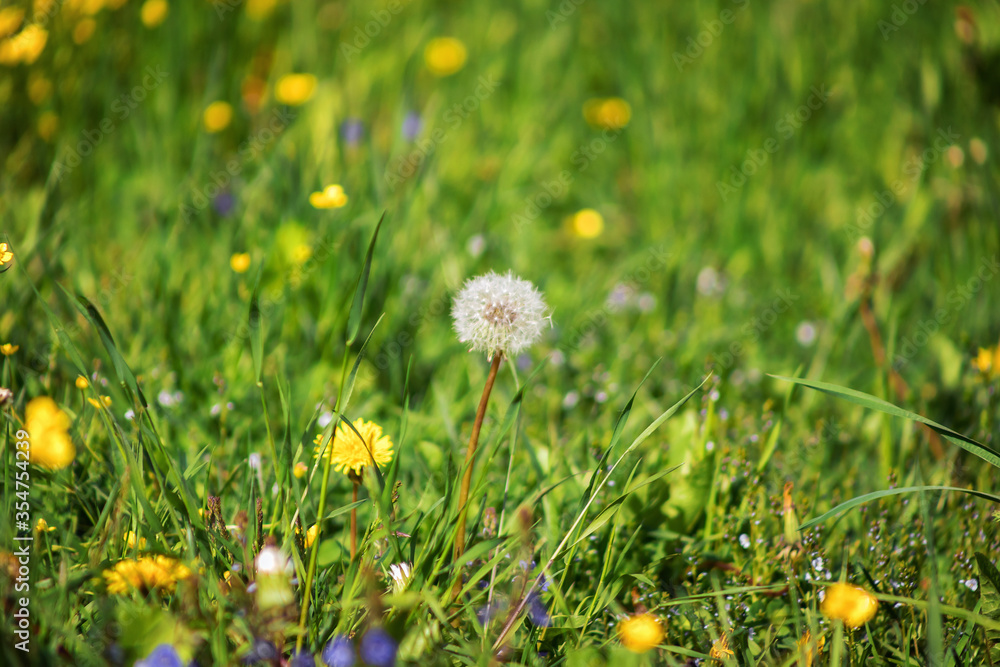 white dandelion in the field. One flower on a green blurred background. Spring field flower. Weed on the lawn. white dandelion in the field. One flower on a green blurred background. Spring field flower. Weed on the lawn.