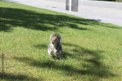 Squirrel on Grass
