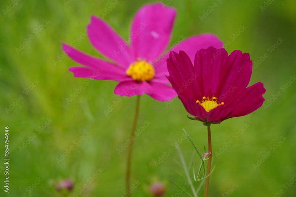 cosmos flower cosmos flower