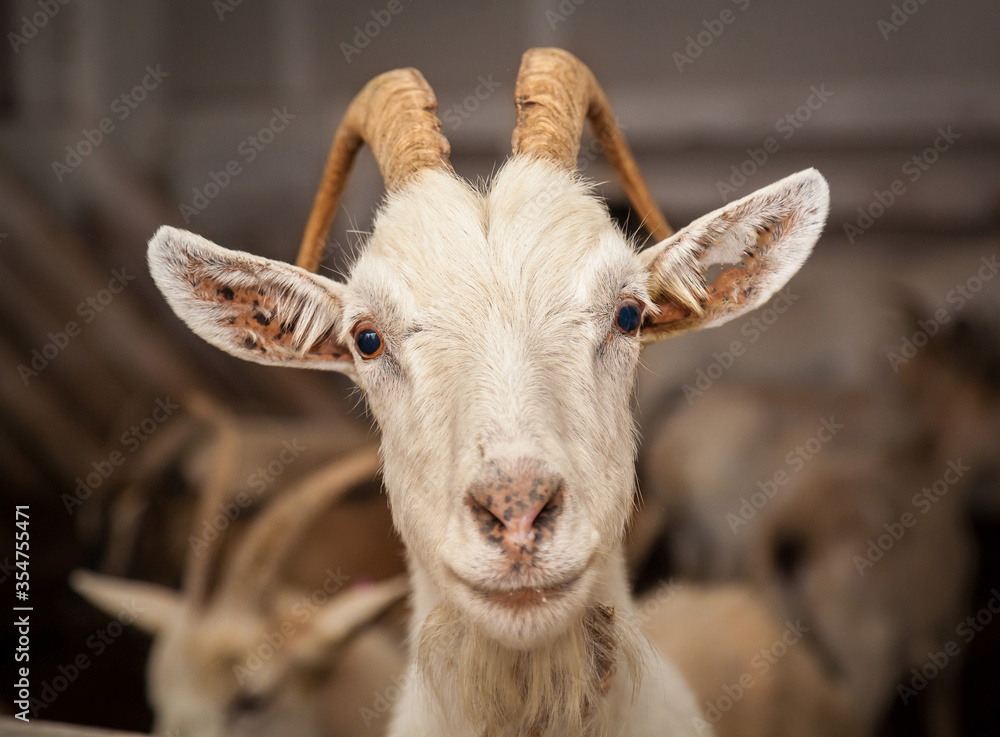 Obraz premium Friendly goat asks for food