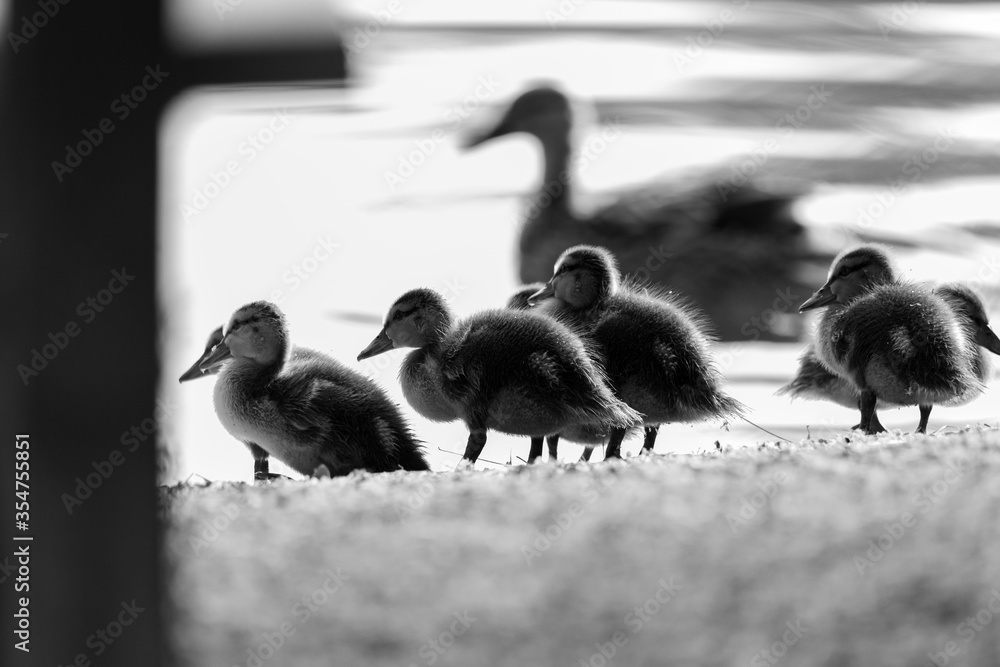 Mom duck with baby ducklings on land Mom duck with baby ducklings on land