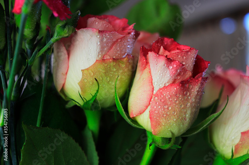 fresh white and red roses  natural flowers photography