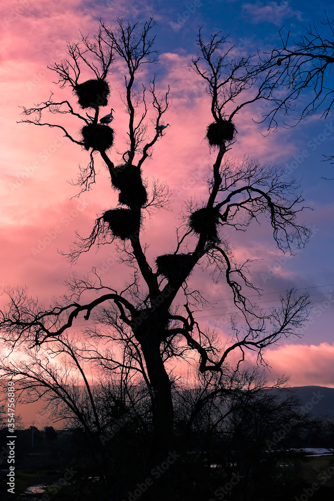 Tree with storks at sunset in northern Spain