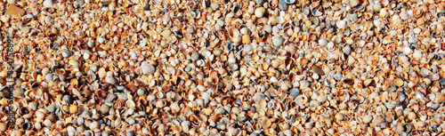 oyster shells in huge numbers, the background of the nature of the sea coast