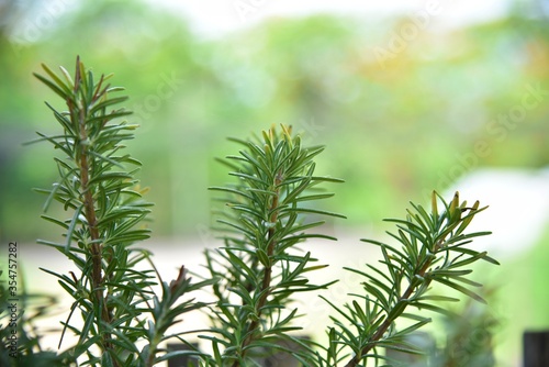 Rosemary on a blurred background