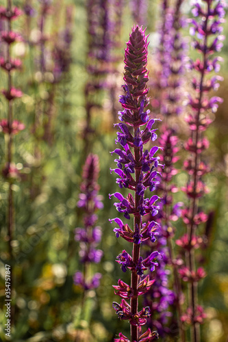 Summer flower in purple