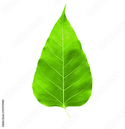 Leaf bodhi leaf