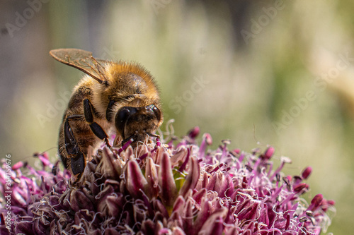 Macro shot of a bee on a flower