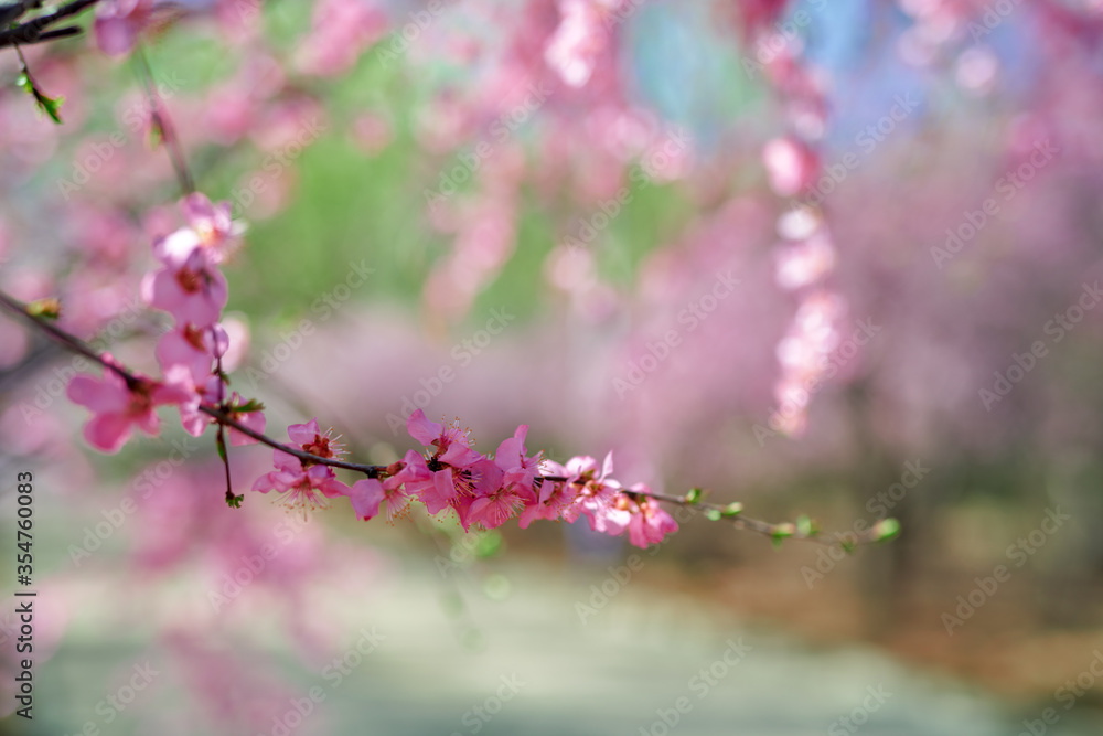 A spring scene of flowers in full bloom. A spring scene of flowers in full bloom.
