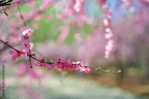 A spring scene of flowers in full bloom. © 孝通 葛