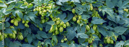 Cones of hops in a basket for making natural fresh beer, concept of brewing. Beautiful panoramic image, tinted.