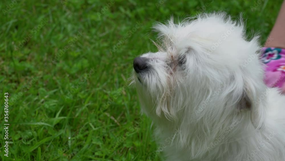 Woman is combing hair Maltese dog - (4K) Woman is combing hair Maltese dog - (4K)
