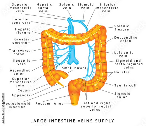 Abdominal Veins. Blood supply to the colon. Anatomy Of Human Abdominal Vein System. Colon Anatomy. Veins supply of the large intestine. Large intestine veins supply.