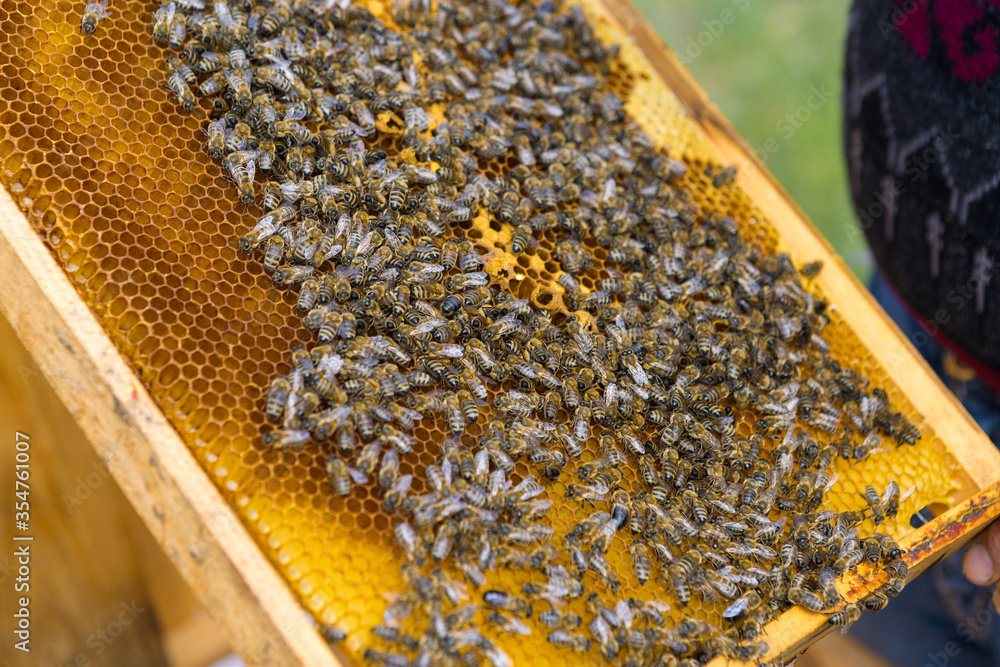 Closeup of a frame with a wax honeycomb of honey with bees on them. Apiary workflow. Closeup of a frame with a wax honeycomb of honey with bees on them. Apiary workflow.