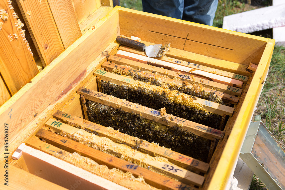 Closeup of a frame with a wax honeycomb of honey with bees on them. Apiary workflow. Closeup of a frame with a wax honeycomb of honey with bees on them. Apiary workflow.