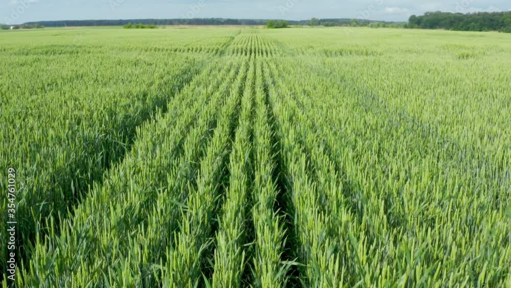 Aerial drone flying over close to surface field of wheat and countryside at sunny cloudy spring time. Crop plants swinging in summer breeze on sunny morning from a bird sight. Aerial drone flying over close to surface field of wheat and countryside at sunny cloudy spring time. Crop plants swinging in summer breeze on sunny morning from a bird sight.