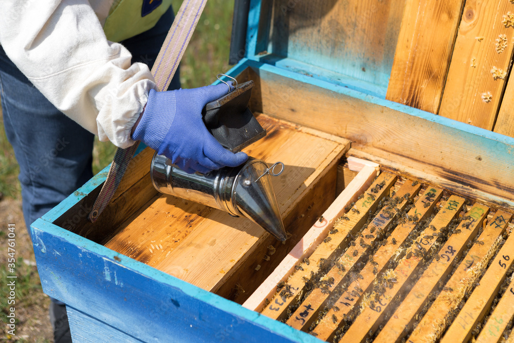 A farmer on a bee apiary holds frames with wax honeycombs. Planned preparation for the collection of honey. A farmer on a bee apiary holds frames with wax honeycombs. Planned preparation for the collection of honey.