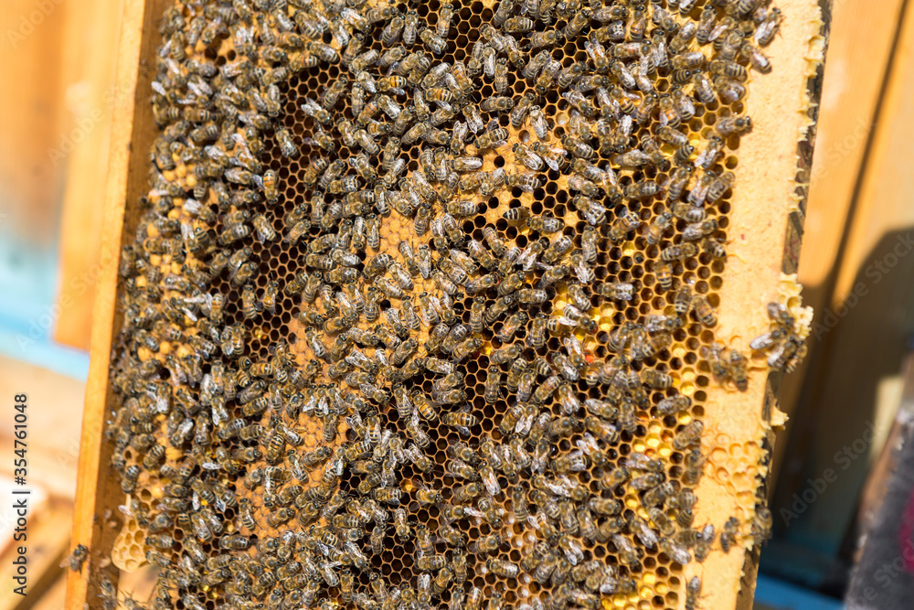 Closeup of a frame with a wax honeycomb of honey with bees on them. Apiary workflow.