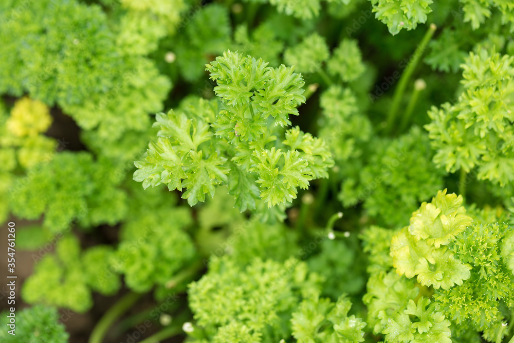 Fresh juicy parsley branches closeup. Useful vegetarian spices. Fresh juicy parsley branches closeup. Useful vegetarian spices.