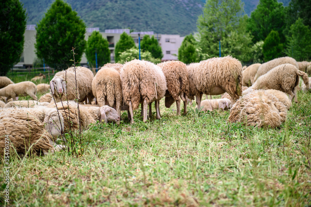 Obraz premium Sheep