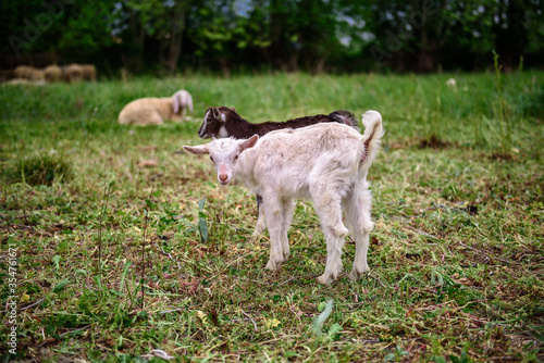 Two lambs