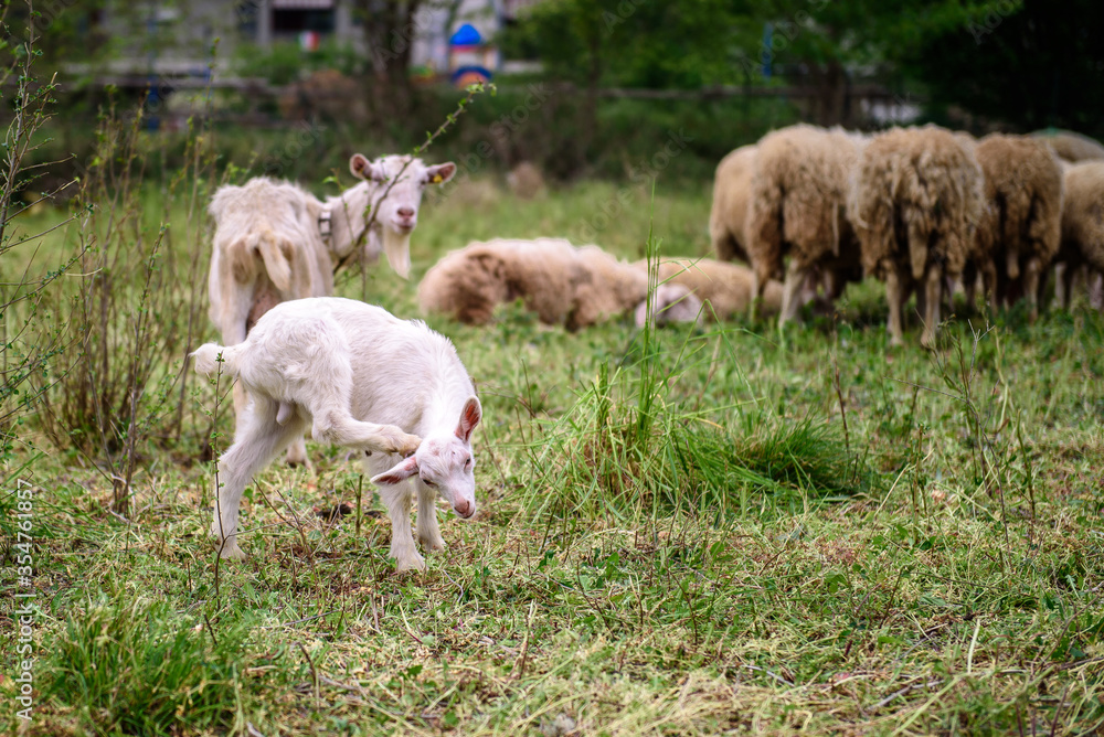 White goat behind bars, on the grass. Goats on family farm. Sheep and little goat on the lawn. At the bottom of the image is the clay floor with a wooden fence, green grass and some trees. White goat behind bars, on the grass. Goats on family farm. Sheep and little goat on the lawn. At the bottom of the image is the clay floor with a wooden fence, green grass and some trees.