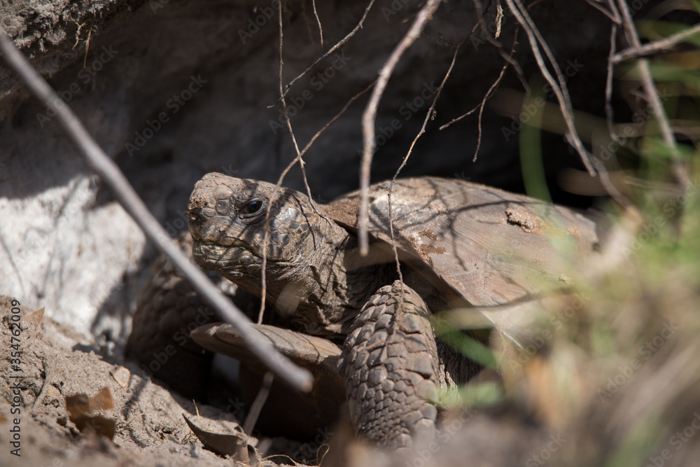 Obraz premium Gopher Tortoise in the wild