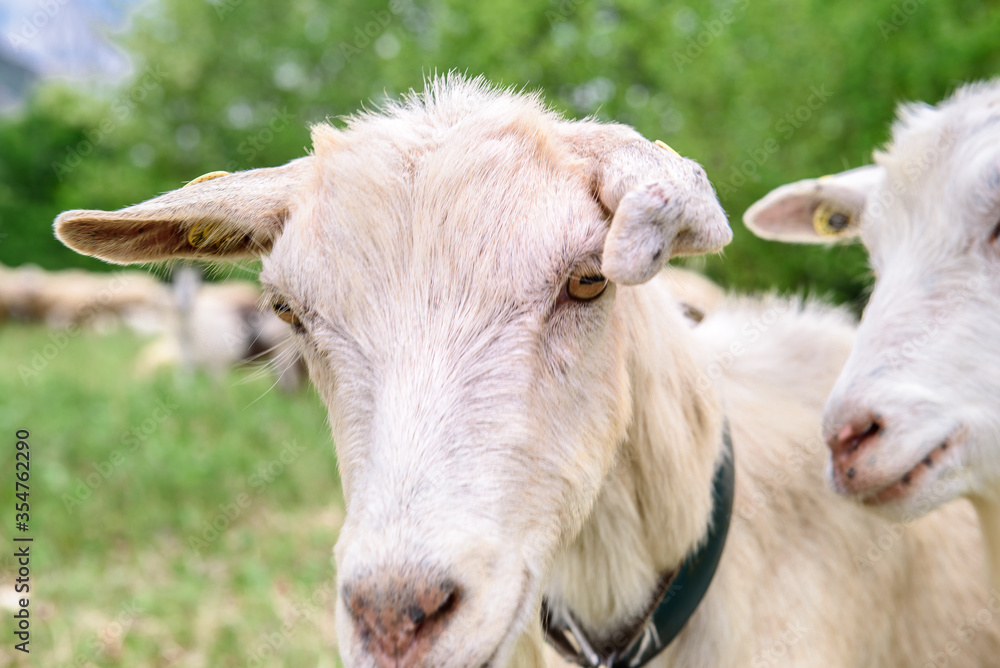 White goat behind bars, on the grass. Goats on family farm. Sheep and little goat on the lawn. At the bottom of the image is the clay floor with a wooden fence, green grass and some trees. White goat behind bars, on the grass. Goats on family farm. Sheep and little goat on the lawn. At the bottom of the image is the clay floor with a wooden fence, green grass and some trees.