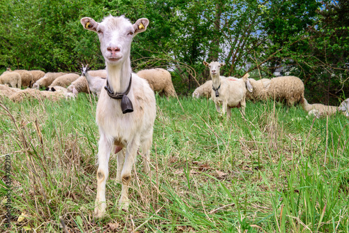 White goat behind bars  on the grass. Goats on family farm. Sheep and little goat on the lawn.  At the bottom of the image is the clay floor with a wooden fence  green grass and some trees.