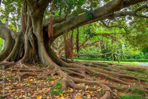 Фотография Ficus macrophylla Portugal