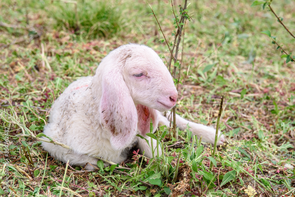 Fototapeta premium White goat behind bars, on the grass. Goats on family farm. Sheep and little goat on the lawn. At the bottom of the image is the clay floor with a wooden fence, green grass and some trees.