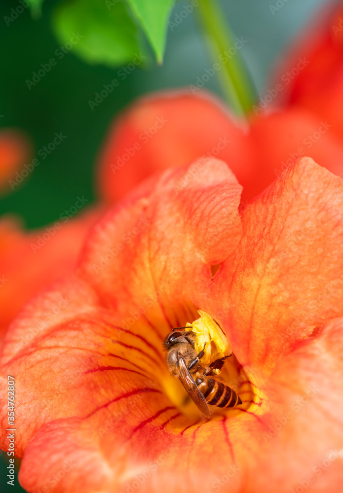 Close up shot of Bee collecting pollen from red flower in blur background, The Pollen of flower stuck on the bee's body,