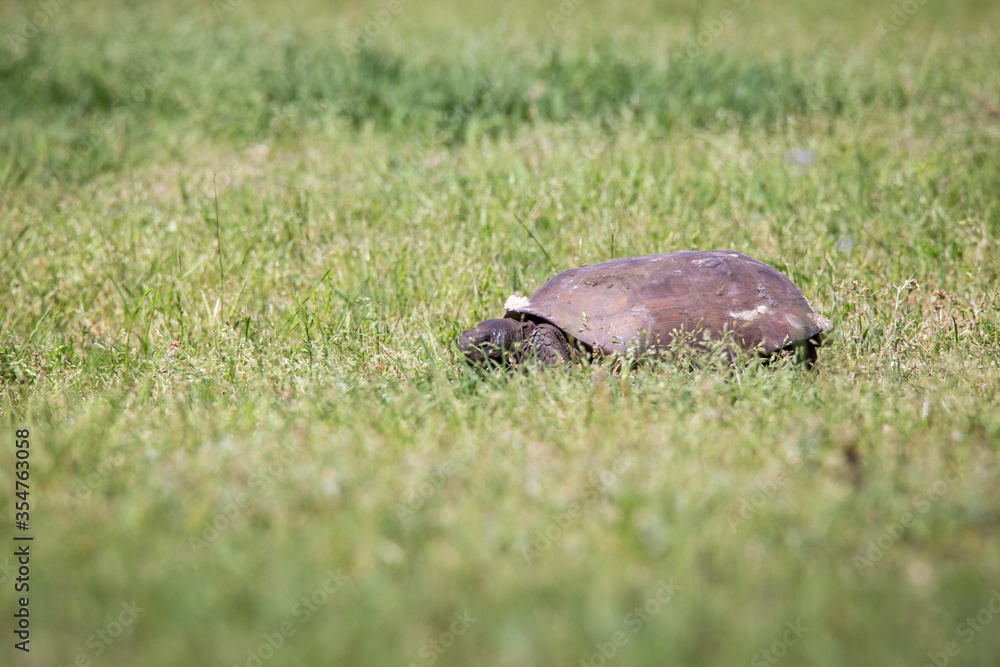 Obraz premium Gopher Tortoise in the wild