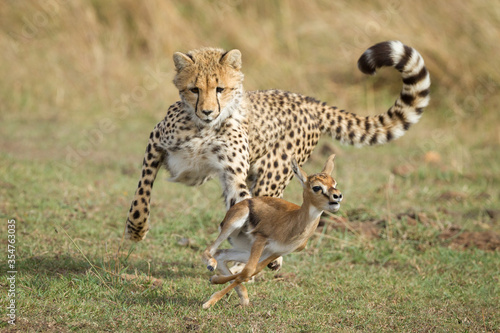 Young Cheetah chasing a baby Thompson's Gazelle Masai Mara Kenya learning to hunt photo