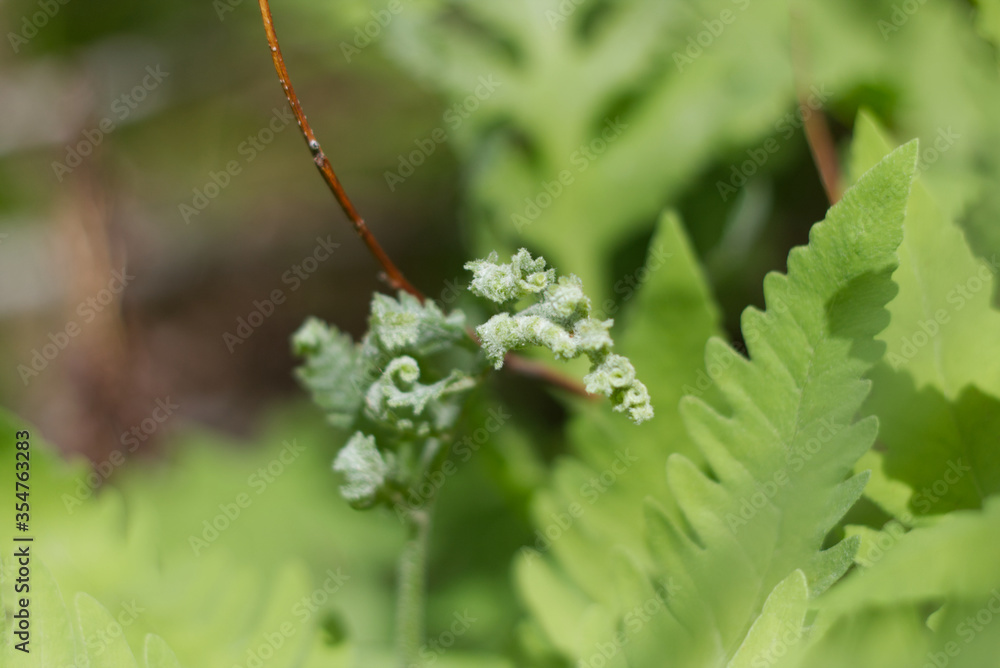 close up of a green furn leaf just starting to emerge on a green background close up of a green furn leaf just starting to emerge on a green background
