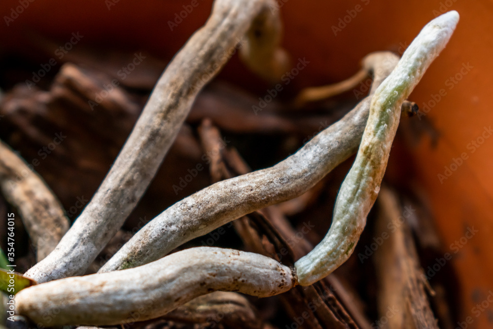 Orchid roots in a plant pot filled with bark Orchid roots in a plant pot filled with bark