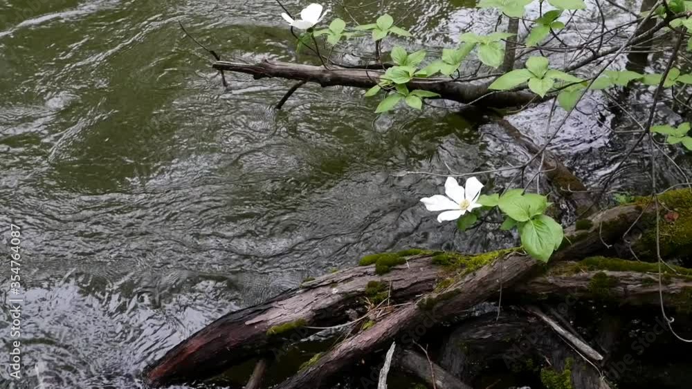 A lone dogwood blossom hangs down near the Merced River in Yosemite National Park A lone dogwood blossom hangs down near the Merced River in Yosemite National Park