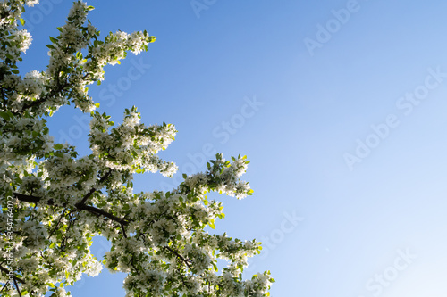 A bird-cherry tree (prunus padus) in full bloom with blue sky