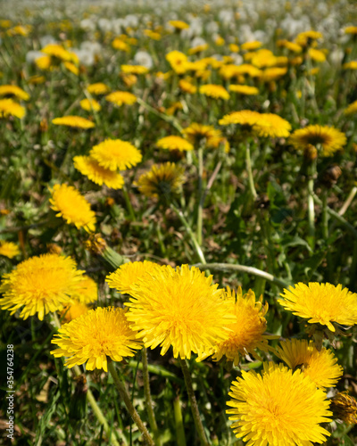 Vertical view of a field of dandelion flowers