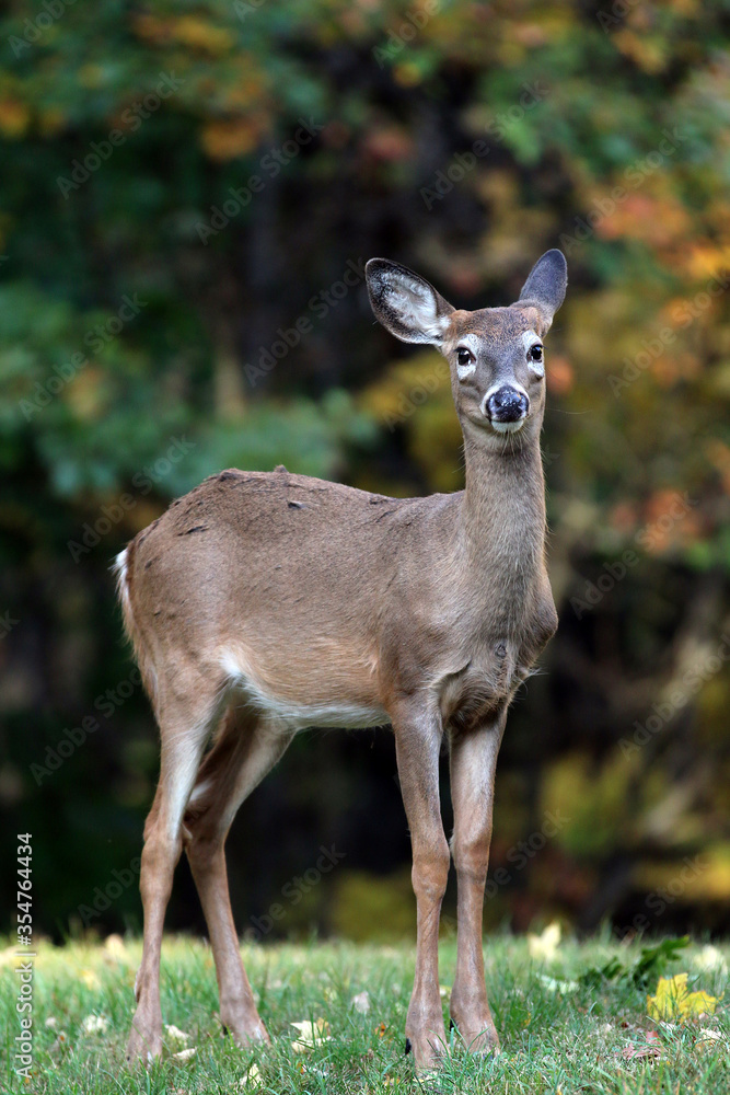 White tail deer in Upstate NY