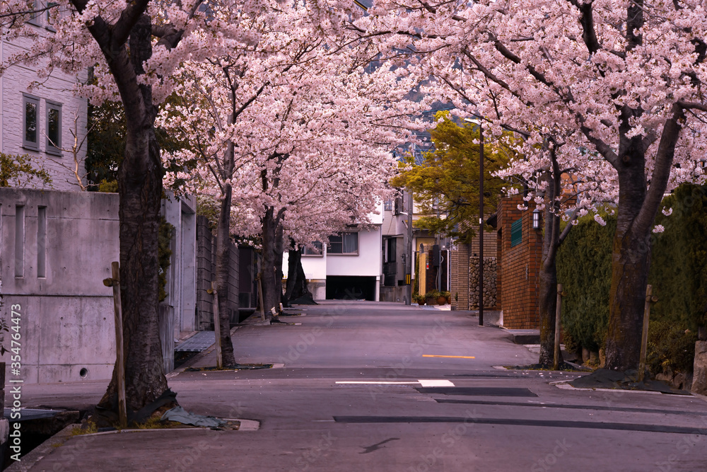 日本の春の街並み・住宅街の桜並木