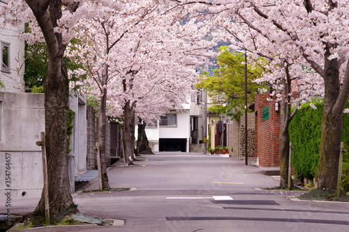 日本の春の街並み・住宅街の桜並木