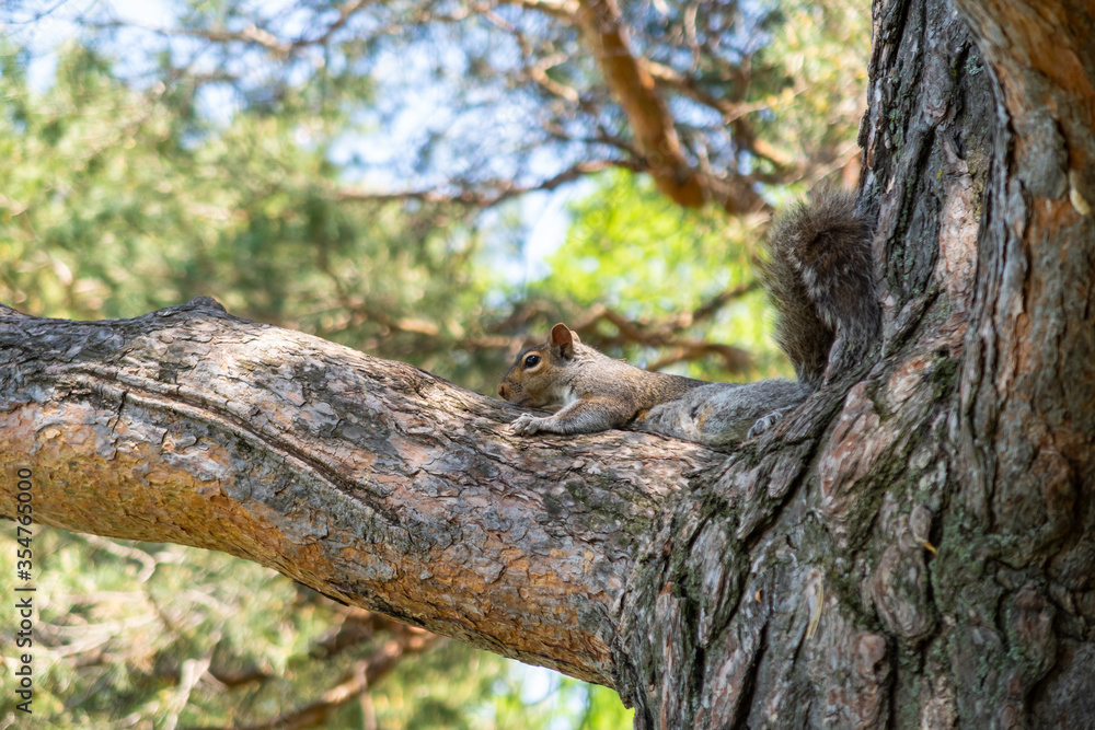 Cute squirrel lying on the branch of a pine tree in a park Cute squirrel lying on the branch of a pine tree in a park