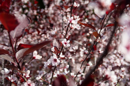 Fotografie Beautiful view of a purple leaf sand cherry shrub (Prunus X Cistena) with delica