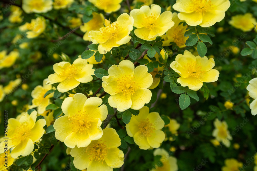 Closeup view of a Kerria Japonica flower, also known as Japanese marigold bush, a deciduous shrub in the rose family Rosaceae Closeup view of a Kerria Japonica flower, also known as Japanese marigold bush, a deciduous shrub in the rose family Rosaceae