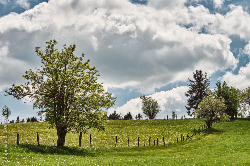 Trees stand along a meadow, an old fence leads past the trees through the picture.