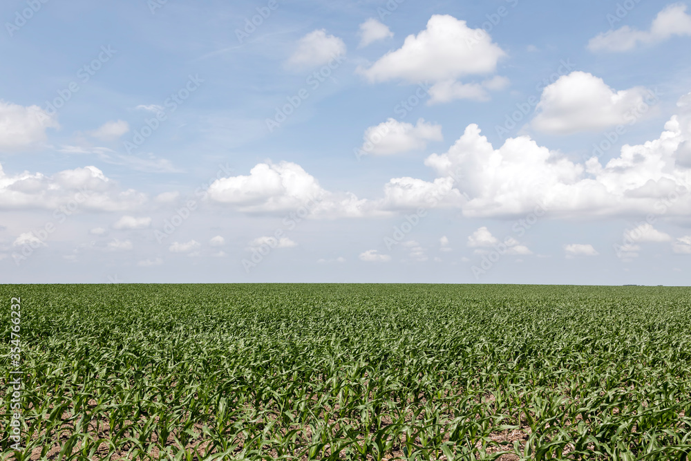 Farm Field of Young Corn Plants under a Blue Sky with Cumulus Clouds